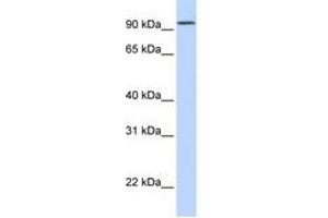 Image no. 1 for anti-Dipeptidyl-Peptidase 6 (DPP6) (AA 720-769) antibody (ABIN6743338) (DPP6 antibody  (AA 720-769))