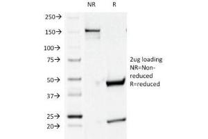 SDS-PAGE Analysis of Purified, BSA-Free CD44v4 Antibody (clone CD44v4/1219).