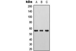 Western blot analysis of LAT2 expression in HEK293T (A), Raw264. (LAT2 antibody  (Center))
