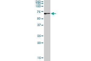 GBP2 MaxPab rabbit polyclonal antibody. (GBP2 antibody  (AA 1-591))