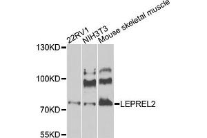 Western blot analysis of extracts of various cells, using LEPREL2 antibody.