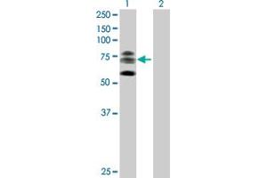 Western Blot analysis of KIF22 expression in transfected 293T cell line by KIF22 MaxPab polyclonal antibody. (KIF22 antibody  (AA 1-665))