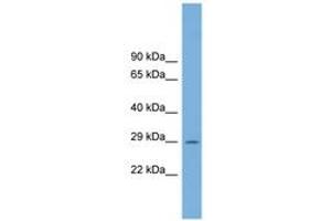 Image no. 1 for anti-Chromosome 1 Open Reading Frame 43 (C1orf43) (AA 179-228) antibody (ABIN6743780) (C1orf43 antibody  (AA 179-228))