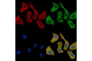 MLK3 Mouse Monoclonal Antibody staining HepG2 cells by IF/ICC.