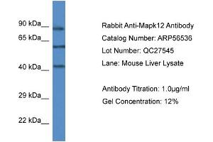 Western Blotting (WB) image for anti-Mitogen-Activated Protein Kinase 12 (MAPK12) (C-Term) antibody (ABIN785817) (MAPK12 antibody  (C-Term))