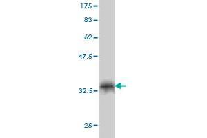 Western Blot detection against Immunogen (34. (FBXO8 antibody  (AA 1-77))