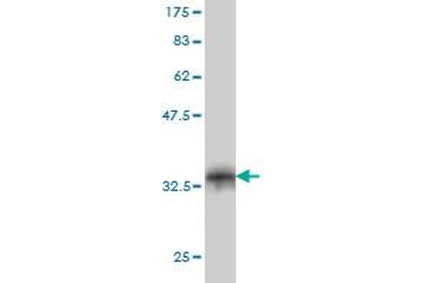 FBXO8 antibody  (AA 1-77)