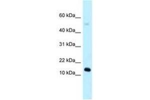 Image no. 1 for anti-RIKEN CDNA 1110059E24 Gene (1110059E24RIK) (AA 39-88) antibody (ABIN6747928) (1110059E24Rik antibody  (AA 39-88))