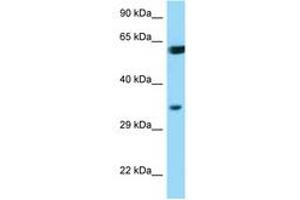 Image no. 1 for anti-BCL2-Associated Athanogene (BAG1) (AA 112-161) antibody (ABIN6749782) (BAG1 antibody  (AA 112-161))