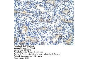 Human Lung (BLZF1 antibody  (N-Term))