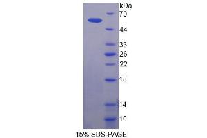 SDS-PAGE analysis of Rat PEDF Protein.