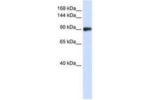 Image no. 1 for anti-DNA repair and recombination protein RAD54B (RAD54B) (N-Term) antibody (ABIN6740489) (RAD54B antibody  (N-Term))