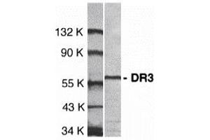 Western Blotting (WB) image for anti-Tumor Necrosis Factor Receptor Superfamily, Member 25 (TNFRSF25) (Extracellular Domain) antibody (ABIN1030835) (DR3/LARD antibody  (Extracellular Domain))