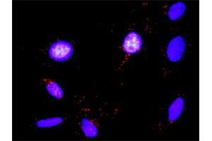 Proximity Ligation Analysis of protein-protein interactions between FASLG and FYN. (FASL antibody  (AA 1-281))