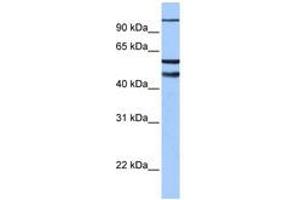 Image no. 1 for anti-Enhancer of Zeste Homolog 1 (EZH1) (AA 180-229) antibody (ABIN6742448) (EZH1 antibody  (AA 180-229))