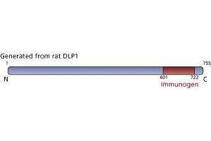 Image no. 3 for anti-Cysteine and Glycine-Rich Protein 2 (CSRP2) (AA 601-722) antibody (ABIN968372) (CSRP2 antibody  (AA 601-722))