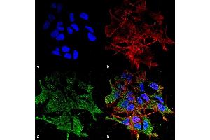 Immunocytochemistry/Immunofluorescence analysis using Mouse Anti-SHANK (pan) Monoclonal Antibody, Clone S23b-49 (ABIN863120). (SHANK2 antibody  (AA 84-309))