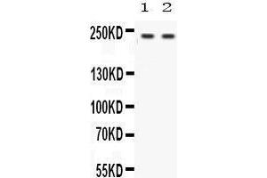 Observed bind size: 227KD (Otoferlin antibody  (C-Term))