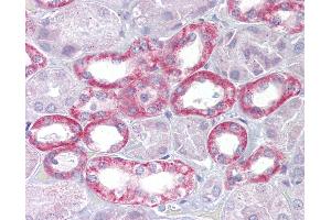 Anti-Klotho antibody IHC of human kidney. (Klotho antibody  (AA 251-300))