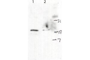 Western Blot of Rabbit anti-H2AXpS139 antibody.