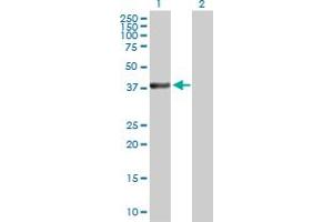 Western Blot analysis of MAP2K3 expression in transfected 293T cell line by MAP2K3 MaxPab polyclonal antibody. (MAP2K3 antibody  (AA 1-347))