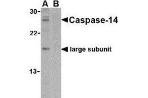 Western blot analysis of caspase-14 in Jurkat cell lysate in the (A) absence or (B) presence of blocking peptide with AP30195PU-N caspase-14 antibody at 1 μg/ml.