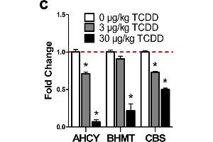 TCDD elicited effects on the hepatic metabolism of homocysteine. (AHCY antibody  (AA 253-432))