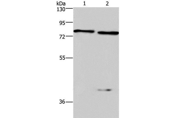 COL4A3BP antibody
