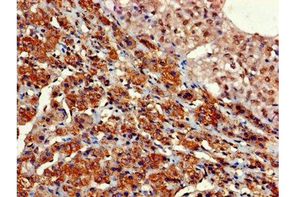 GNG11 antibody  (AA 1-70)