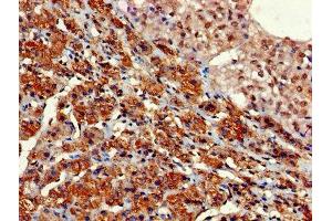 Immunohistochemistry of paraffin-embedded human adrenal gland tissue using ABIN7154668 at dilution of 1:100 (GNG11 antibody  (AA 1-70))