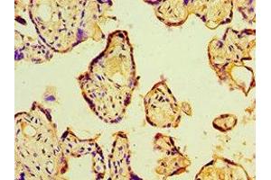 Immunohistochemistry of paraffin-embedded human placenta tissue using ABIN7164785 at dilution of 1:100