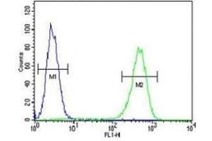 AMACR antibody flow cytometric analysis of MDA-MB231 cells (green) compared to a negative control (blue). (AMACR antibody  (AA 323-351))