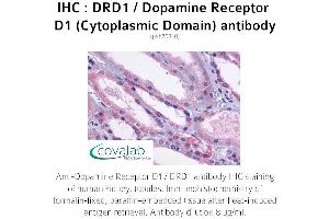 Image no. 1 for anti-Dopamine Receptor D1 (DRD1) (3rd Cytoplasmic Domain) antibody (ABIN1733780)