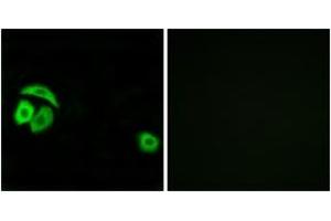 Immunofluorescence analysis of A549 cells, using RPL27A Antibody.