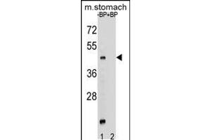 Western blot analysis of MBOAT4 Antibody Pab pre-incubated without(lane 1) and with(lane 2) blocking peptide in mouse stomach tissue lysate (MBOAT4 antibody  (AA 258-287))