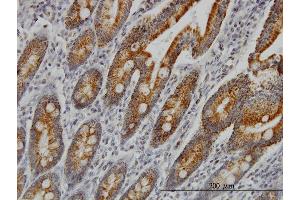 Immunoperoxidase of monoclonal antibody to COX6C on formalin-fixed paraffin-embedded human small Intestine. (COX6C antibody  (AA 1-75))