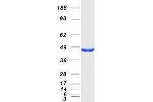 Validation with Western Blot