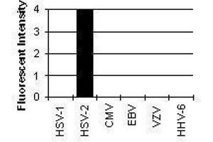 Cross Reactivity Results determined by IFA (HSV-2 gG antibody)