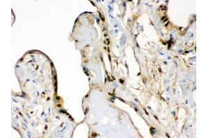 Anti- S100 alpha 6 Picoband antibody, IHC(P) IHC(P): Human Placenta Tissue (S100A6 antibody  (AA 1-90))