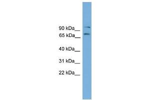 WB Suggested Anti-Eomes Antibody Titration:  0. (EOMES antibody  (C-Term))