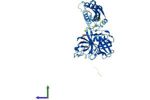 AlphaFold protein structure predicition of Mouse Recombinant Tmprss11f Protein, UniprotID Q8BHM9 (TMPRSS11F Protein (AA 1-439) (His tag))