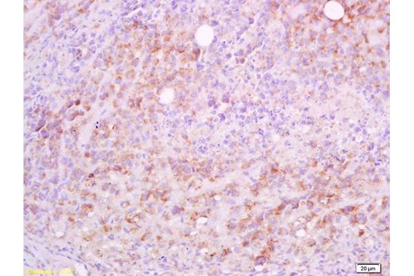 CD5L antibody  (AA 221-347)