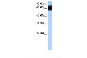 Image no. 1 for anti-Zinc Finger Protein 90 (ZNF90) (AA 92-141) antibody (ABIN6739345)