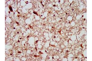 IHC image of ABIN7174093 diluted at 1:300 and staining in paraffin-embedded human brain tissue performed on a Leica BondTM system. (PTPN13 antibody  (AA 1965-2173))