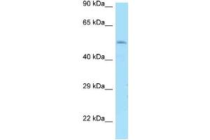 WB Suggested Anti-DRD1 Antibody Titration: 1. (Dopamine Receptor d1 antibody  (N-Term))