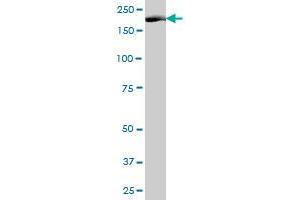 NUMA1 MaxPab polyclonal antibody. (NUMA1 antibody  (AA 1-1193))