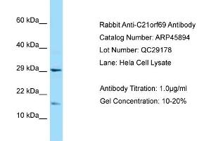 Western Blotting (WB) image for anti-Chromosome 21 Open Reading Frame 67 (C21orf67) (N-Term) antibody (ABIN2782403) (C21orf69 antibody  (N-Term))