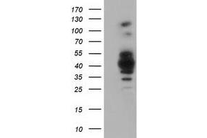 Western Blotting (WB) image for anti-Growth Arrest-Specific 7 (GAS7) antibody (ABIN1498380)