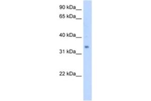 Western Blotting (WB) image for anti-Methylsterol Monooxygenase 1 (MSMO1) antibody (ABIN2463008)
