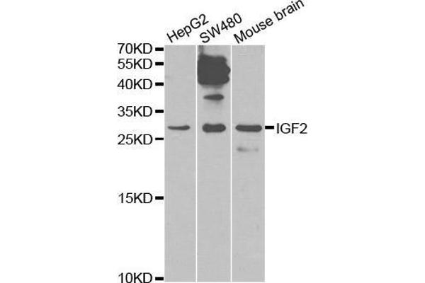 IGF2 抗体  (AA 25-180)